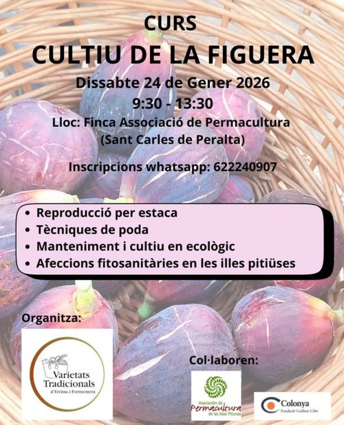 curs gratuït del cultiu de la figuera